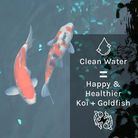 MICROBE-LIFT PL koi pond ecosystem supports clearer, healthier water.