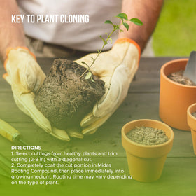 Midas Hydro cloning gel applied to cuttings ensuring consistent rooting.