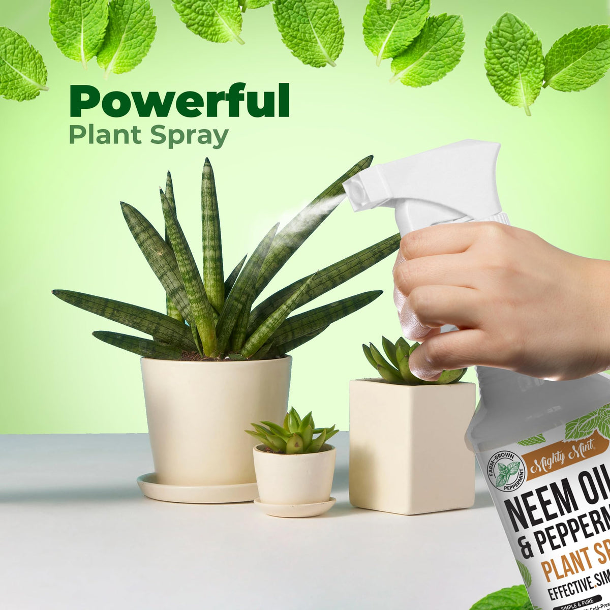 Mighty Mint spray on healthy houseplant leaves