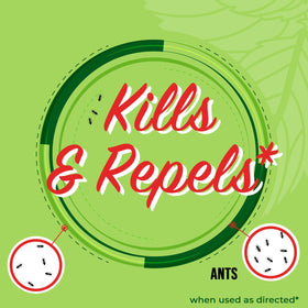 Mighty Mint Peppermint Oil Ant Killer Spray applying along baseboards to deter ants
