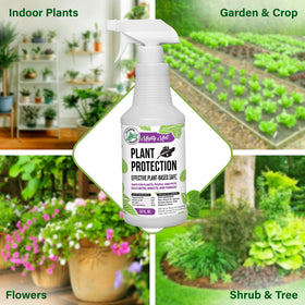 Mighty Mint spray used on indoor houseplants for healthier appearance.