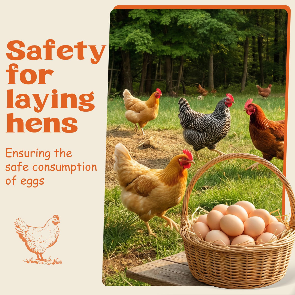 Miguelina Dewormer with chickens in coop illustrating safe administration.