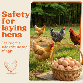 Miguelina Dewormer with chickens in coop illustrating safe administration.