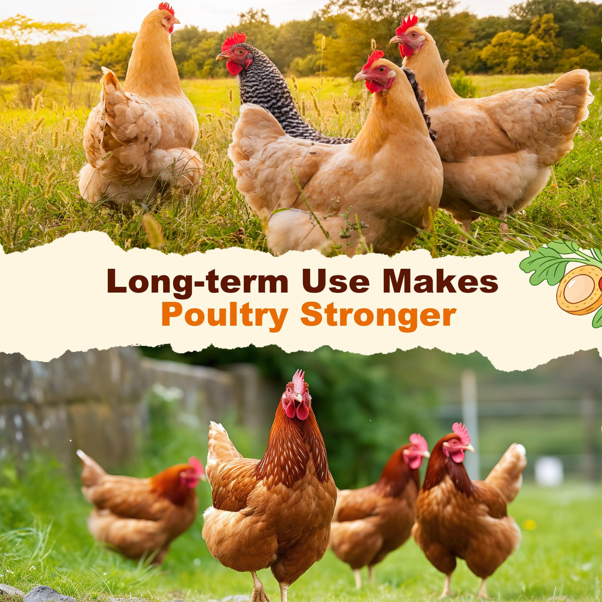 Miguelina herbal blend shown near a healthy backyard flock in an outdoor coop.