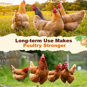 Miguelina herbal blend shown near a healthy backyard flock in an outdoor coop.