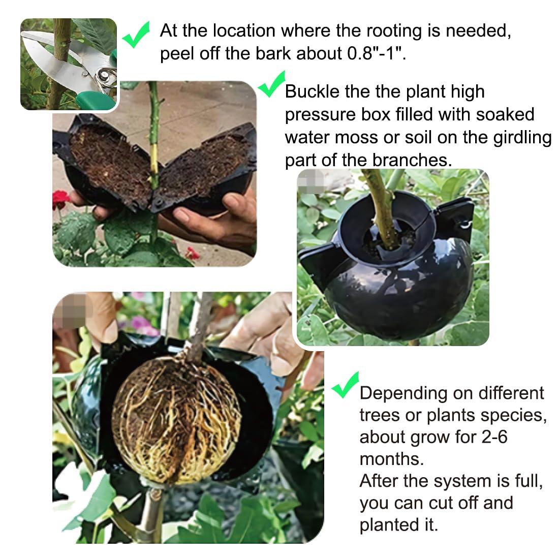 MIIIM air-layering pods clear allow quick moisture checks for healthy rooting.