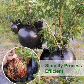 MIIIM propagation setup for roses and climbers demonstrates versatility.