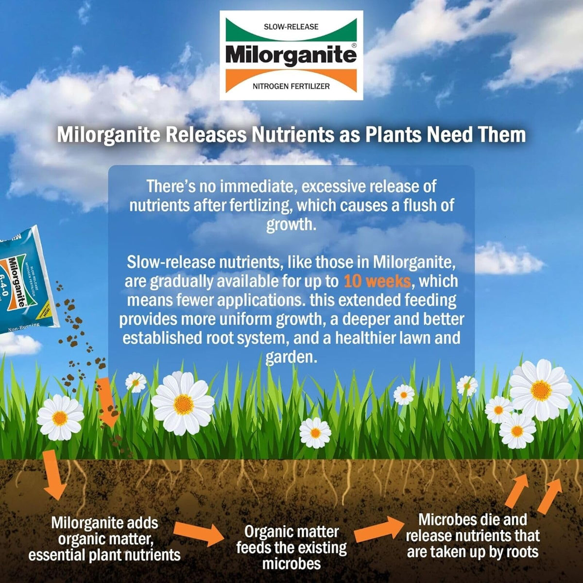Milorganite slow-release-nitrogen supports strong roots and sturdy growth in heat.