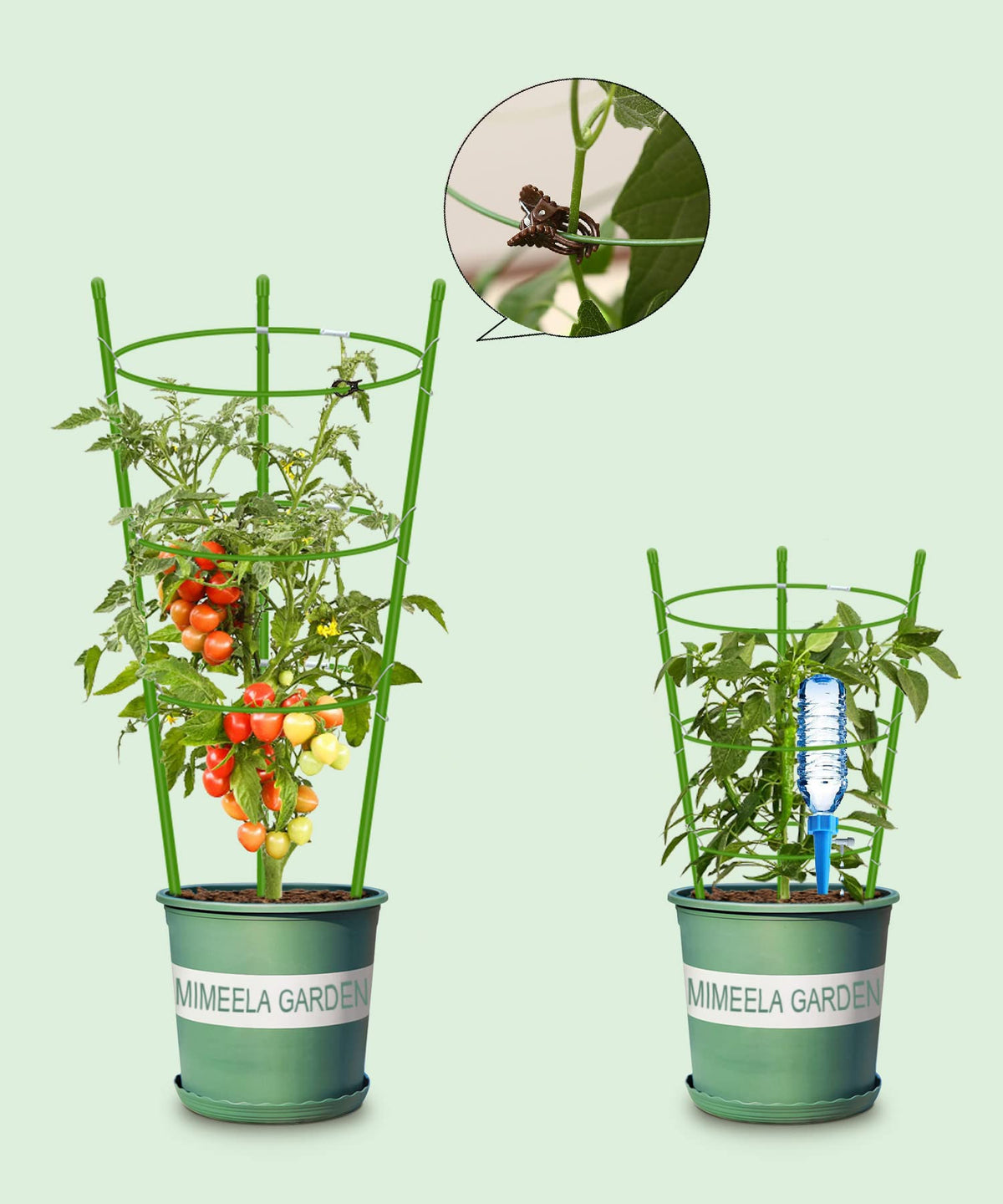 Mimeela self-watering spikes help maintain soil moisture levels.