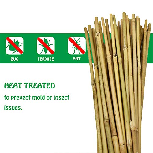 Mininfa bamboo stakes forming a teepee trellis for beans
