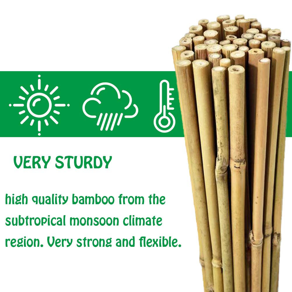 Mininfa bamboo stakes tomato support on a trellis