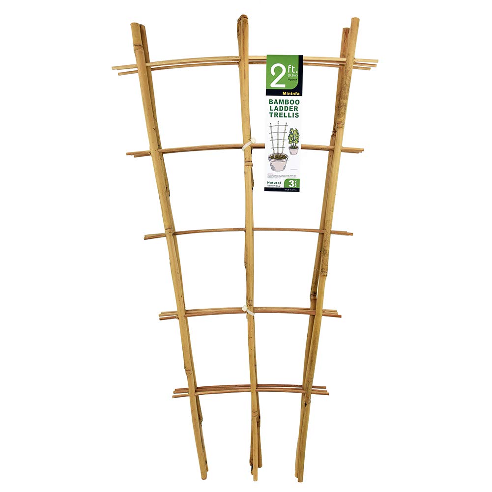 Mininfa bamboo trellis 24-inch ladder for climbing plants and tomato vines outdoors.