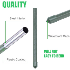Mininfa 3ft stake inserted in ground guides upright plant growth.