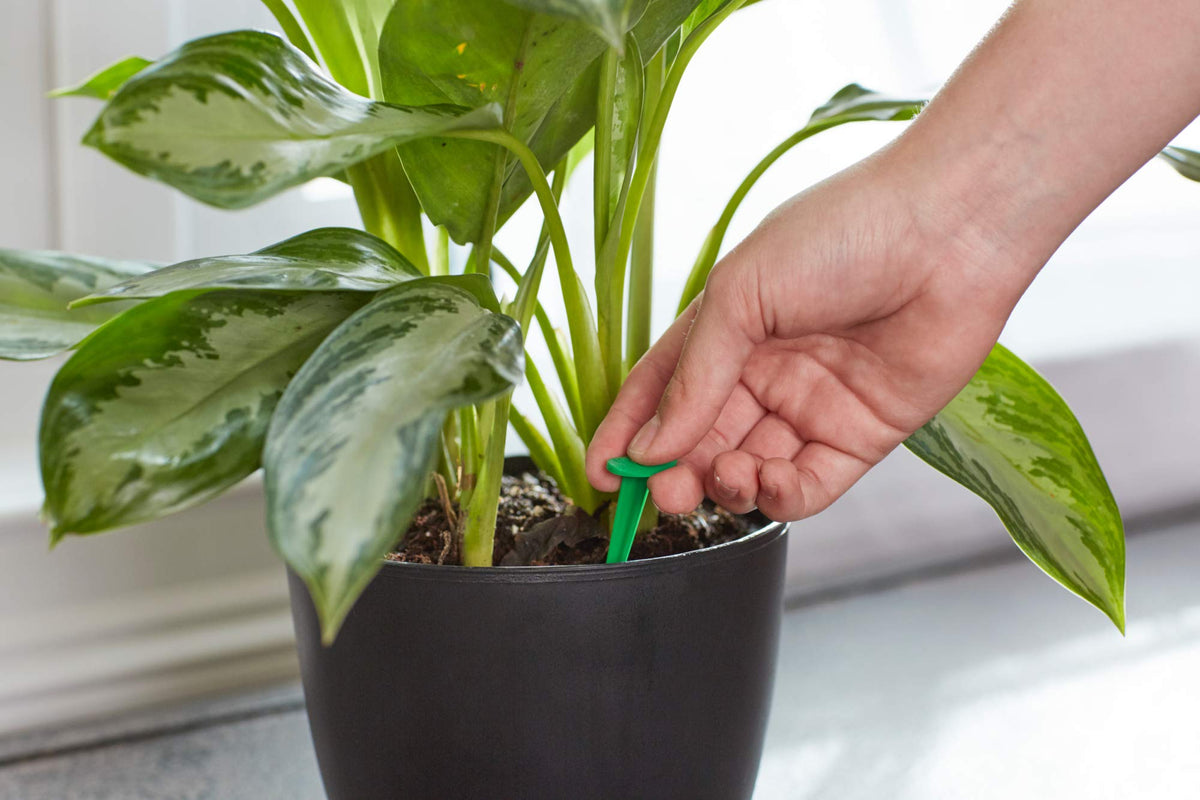 Miracle-Gro aerator spike in soil delivers steady nutrients to indoor plants.