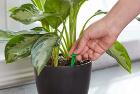 Miracle-Gro aerator spike in soil delivers steady nutrients to indoor plants.