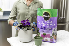 Miracle-Gro African Violet Potting Mix 8qt bag backside shows feeding timeframe up to six months