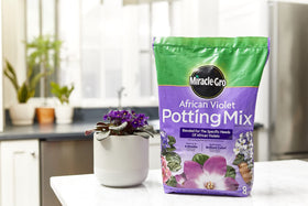 Miracle-Gro African Violet Potting Mix in pot with violet showing healthy blossoms and color