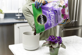 Miracle-Gro African Violet Potting Mix texture closeup highlighting soil granules and moisture balance