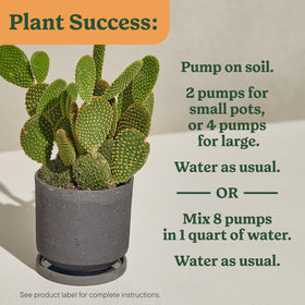 Miracle-Gro aloe vera in sunlit pot receiving feed.