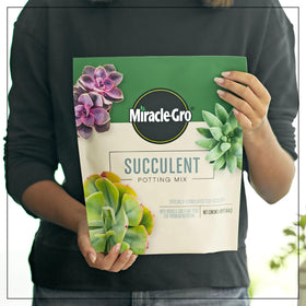  Miracle-Gro Aloe Vera planted with succulent mix for healthy roots.