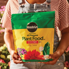 Applying Miracle-Gro to soil base around a plant.