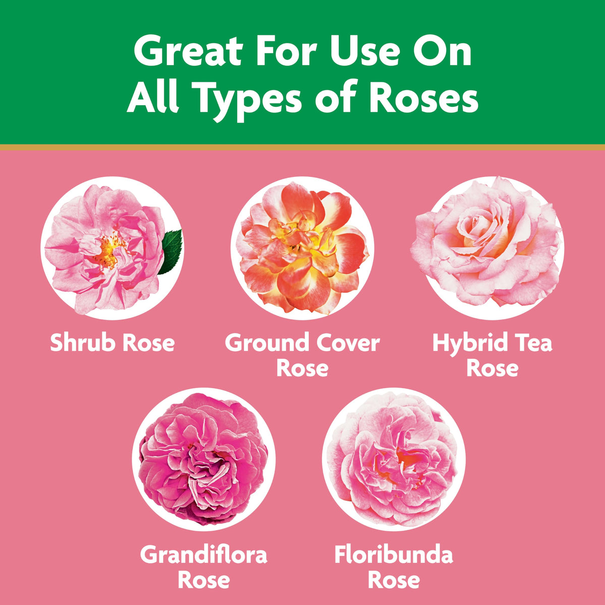 Miracle-Gro Garden Feeder in use feeding a rose cluster