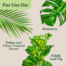 Lush green foliage of indoor tropical plants nourished by Miracle-Gro.