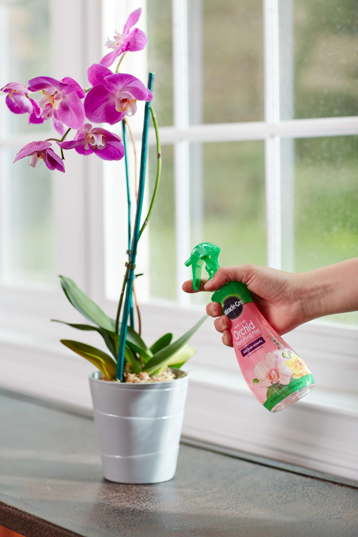Miracle-Gro indoor orchid care scene with thriving potted orchids