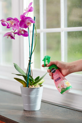 Miracle-Gro indoor orchid care scene with thriving potted orchids
