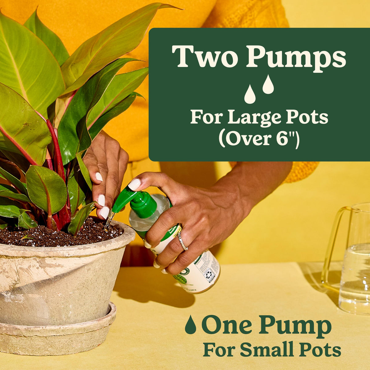 Miracle-Gro Indoor Plant Food diluted in water for regular feeding.