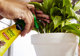 Miracle-Gro Indoor Plant Food used on edibles for a potentially healthier harvest.