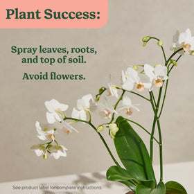 Phalaenopsis orchid leaves treated with Miracle-Gro mist