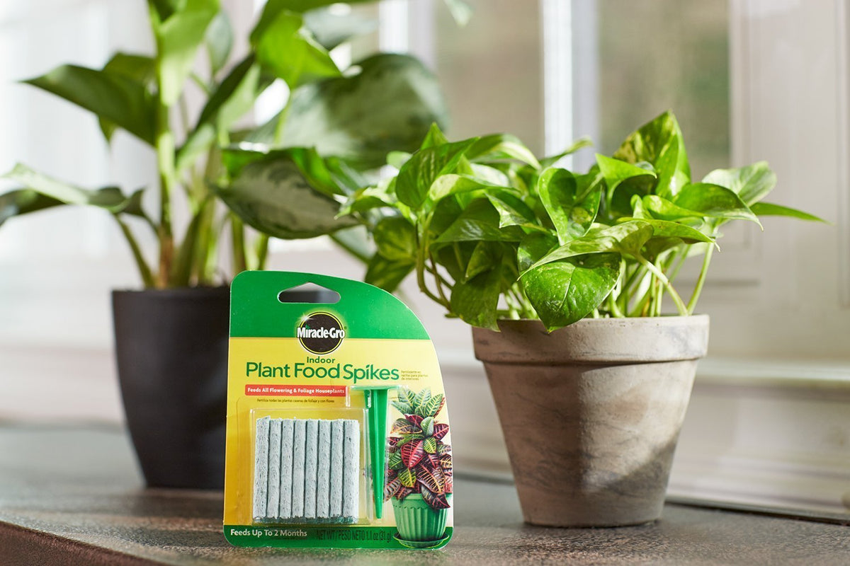 Miracle-Gro spikes inserted into soil for steady indoor nourishment.