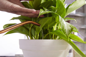 Miracle-Gro Indoor Plant Food prepared for a weekly feeding routine.