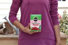 Indoor rose feeding application using Miracle-Gro solution