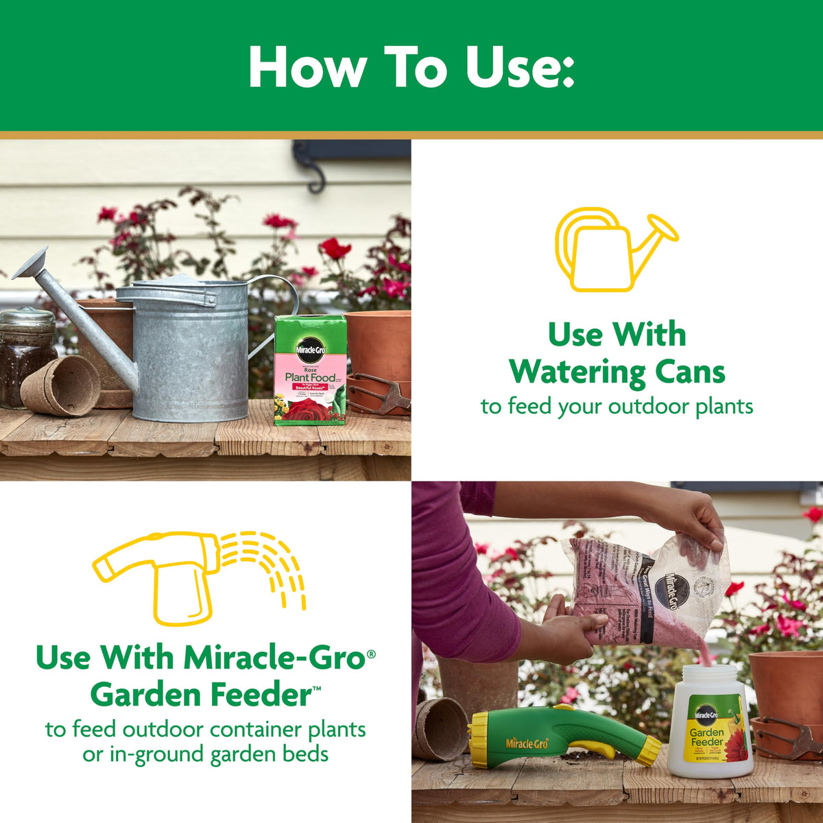 Indoor rose plant receiving Miracle-Gro feeding supports healthy growth and color