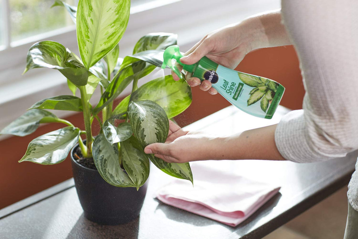 Miracle-Gro Leaf Shine for indoor hard-leaved plants, revitalizes dull foliage.