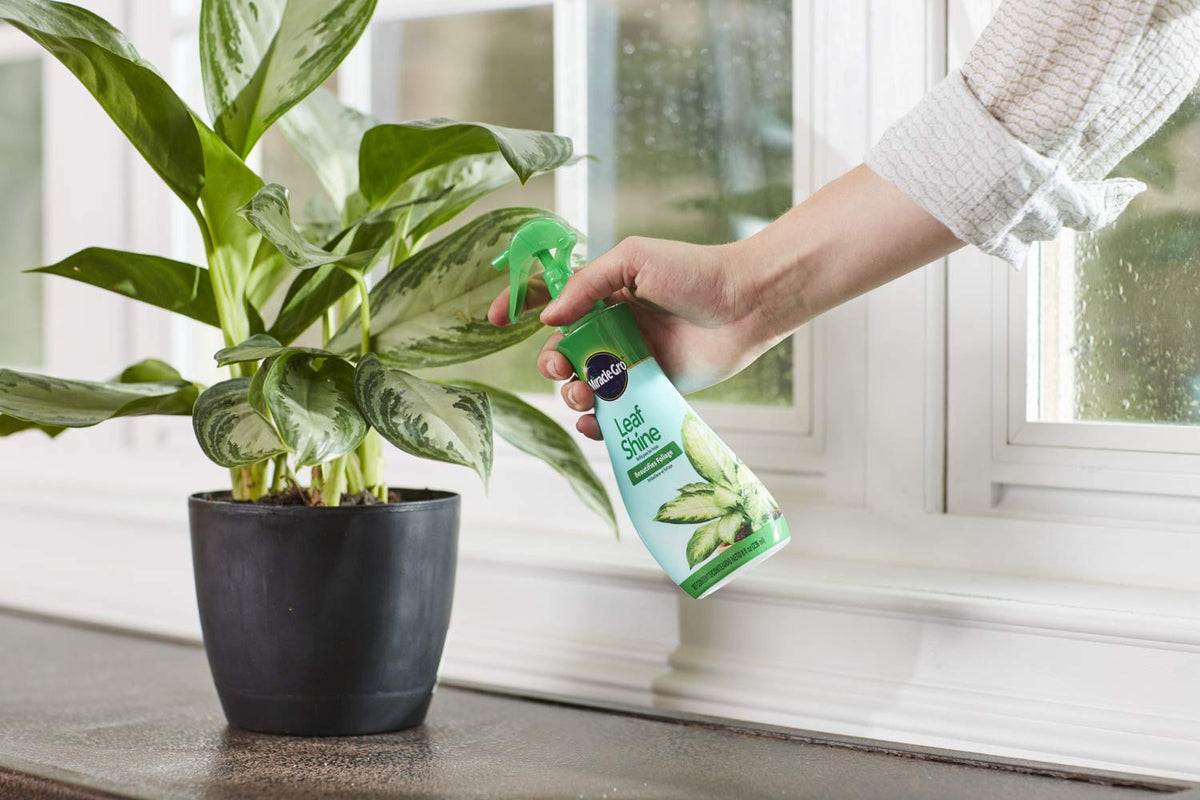 Miracle-Gro Leaf Shine spray on leaves, leaves glossy and clean.