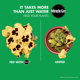 Feed vegetables in beds or containers for robust yields.