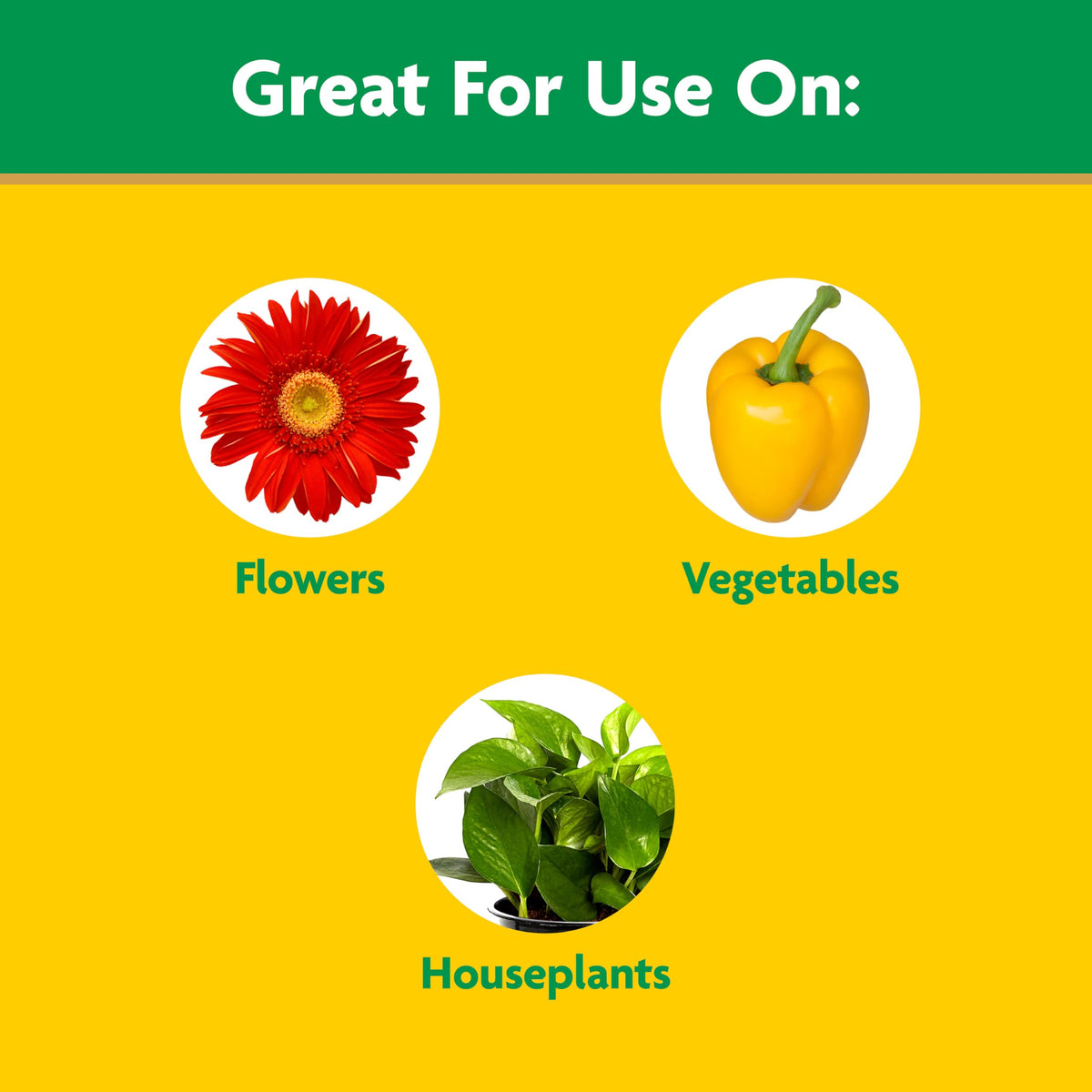 Houseplants receiving Miracle-Gro feed through soil for healthier foliage
