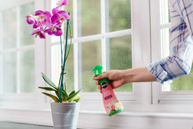 Miracle-Gro Orchid bloom benefits demo showing vibrant flowers