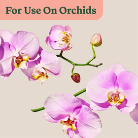 Miracle-Gro orchid blooms appear vivid after regular misting