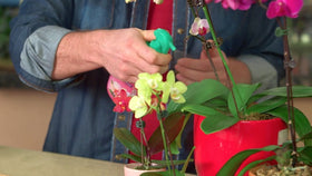 Miracle-Gro Orchid Food Mist being sprayed on leaves for lush blooms