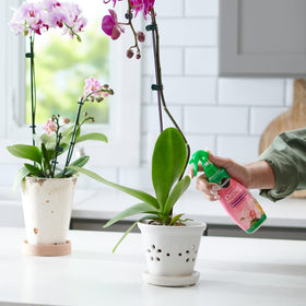 Indoor orchid in pot receiving Miracle-Gro Mist.