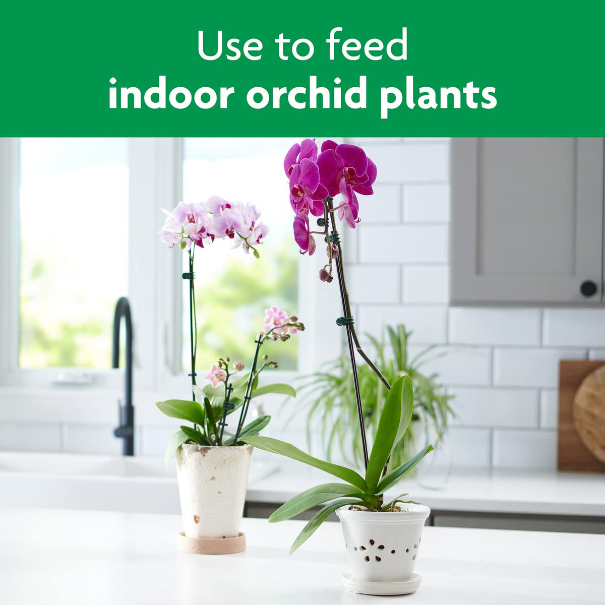 Varieties of orchids thriving with Miracle-Gro Orchid Mist.