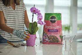 Miracle-Gro Orchid Potting Mix coarse for repotting with drier watering schedules.