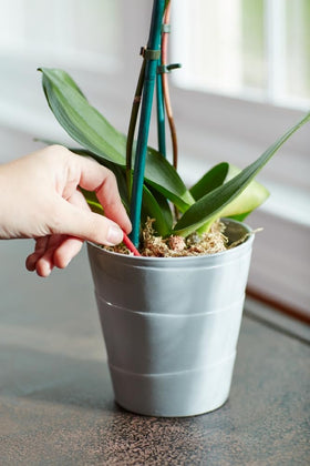 Miracle-Gro Orchid Spikes evenly distributed between plant and pot edge for steady feeding.