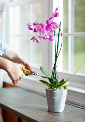 Miracle-Gro Orchid Spikes replacement every two months to maintain nutrition.