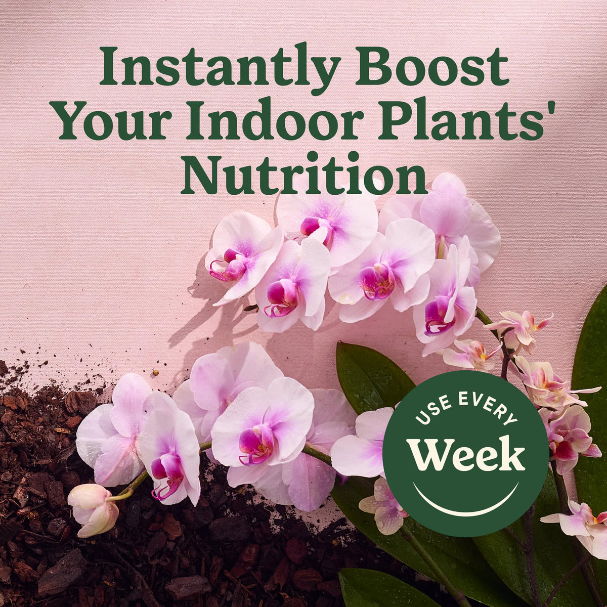Miracle-Gro orchid mist highlights vibrant blooms in home collection