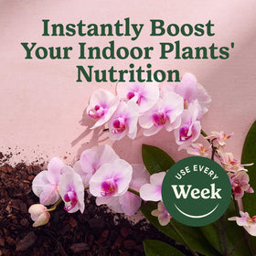 Miracle-Gro orchid mist highlights vibrant blooms in home collection